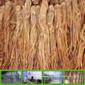 GMP factory supply pure natural angelica extract